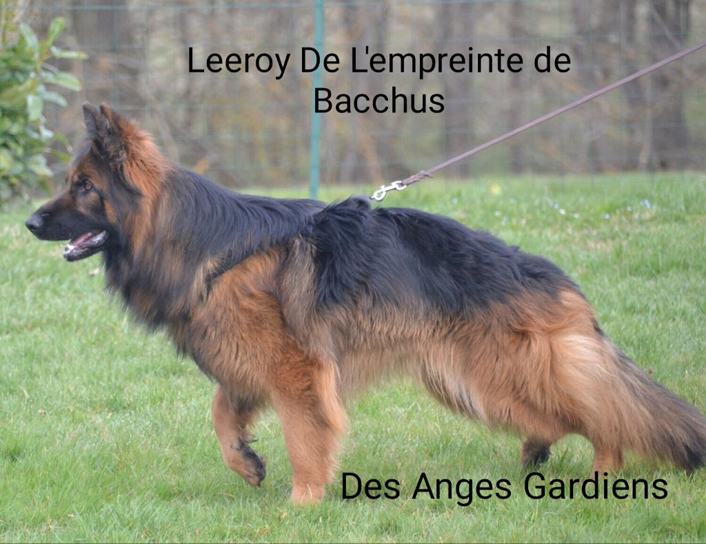 Leeroy De L'empreinte De Bacchus